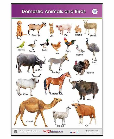 Target Publication Domestic Animals and Birds Educational Chart - English