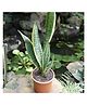 myBageecha Sansevieria Trifasciata Laurentii Snake Plant