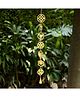 Duli  Metal Wall Hanging Chakras Windchime with Hanging Bells