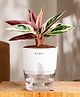 KYARI Calathea Triostar Indoor Plants for Living Room - Live Plants Plants with White Self Watering Pot