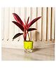 KYARI Calathea Triostar Indoor Plants for Living Room - Live Plants Plants with Green Self Watering Pot