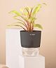 KYARI Philodendron Ceylon Indoor Plants for Living Room Live Plants Plants with Grey Self Watering Pot for Home Air purifier plants Plants for Home Decor