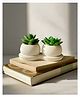 Artificial Green Twin Succulent