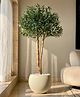 Mason Home Artificial Olive Allure Plant - 5 Feet