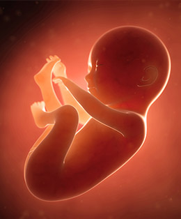 Fetal Development Video