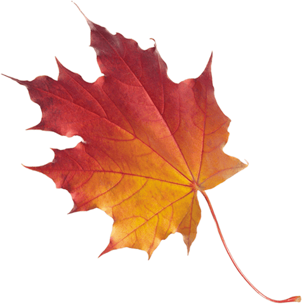 Banner Leaf