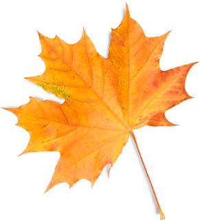 Paytm Leaf