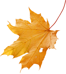 Carter Leaf