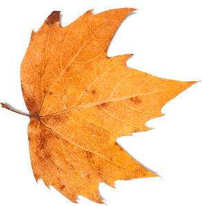 Autumn Ready Leaf