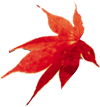 Paytm Leaf