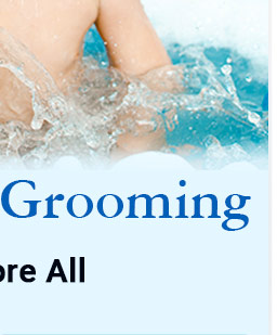 Bathing & Grooming/Explore All