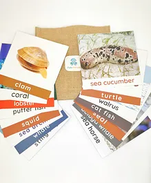 Zula Minds Sea Creatures Flash Cards - 15 Cards