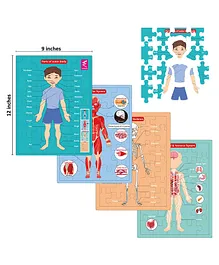 WISSEN Multilayer Human Anatomy Puzzle  (color may vary) - 144 Pieces