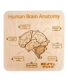 NESTA TOYS - Human Brain Anatomy Puzzle - 13 Pieces