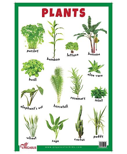 House Plant Chart