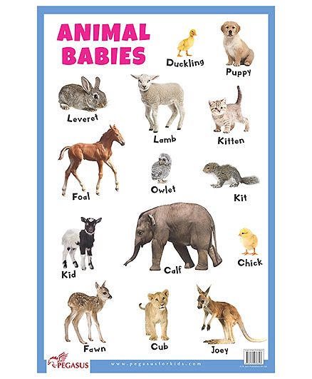 Animal Babies Chart