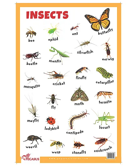 Insects Educational Chart - English Online in India, Buy at Best Price from   - 1302572