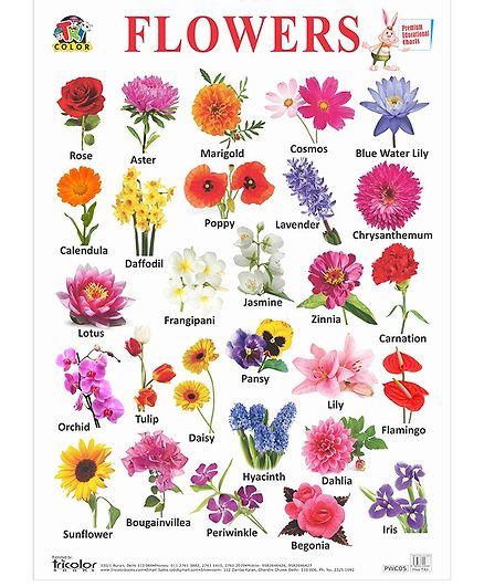 Tricolor Books Big Flowers Chart English Online In India Buy At Best Price From Firstcry Com