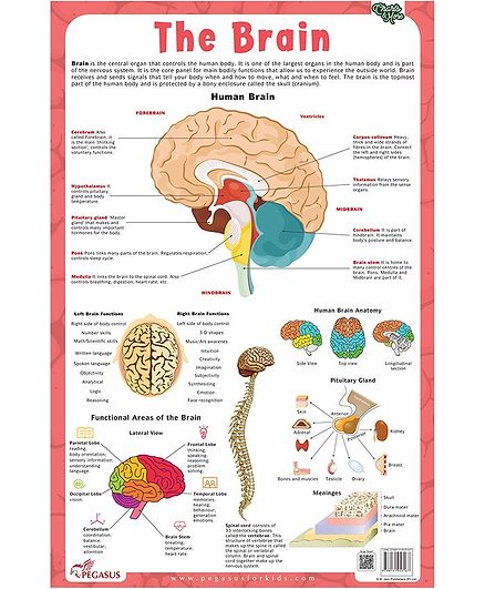 Brain Chart And Functions