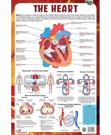 Human Heart Chart