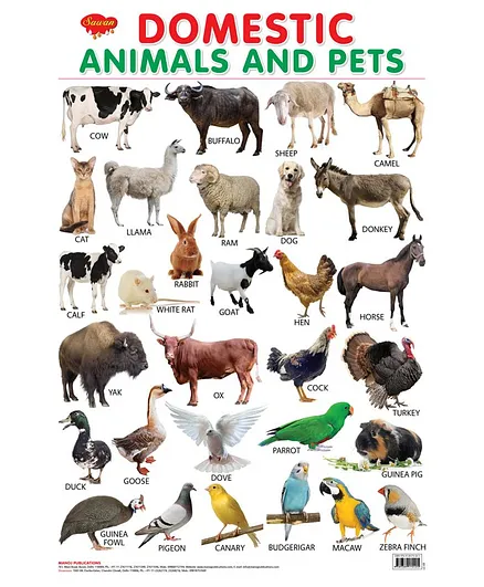 Sawan Domestic Animals and Pets Wall Chart - English Online in India, Buy  at Best Price from  - 3322349