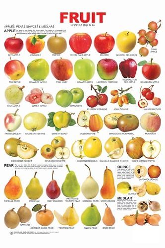 Bra Cup Size Fruit Chart