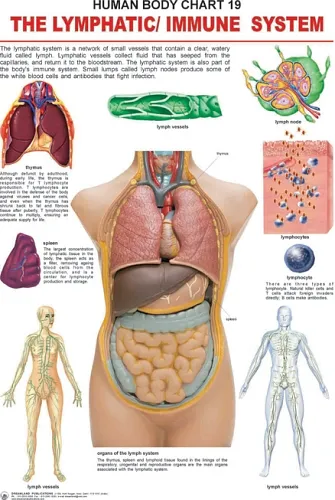 Dreamland The Lymphatic/Immune System Wall Chart (Human Body Chart) - Both Side Hard Laminated (Size 48 x 73 cm)