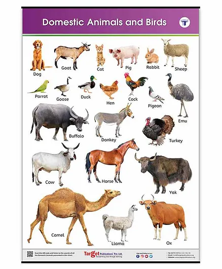 Target Publication Domestic Animals and Birds Educational Chart - English  Online in India, Buy at Best Price from  - 8134019
