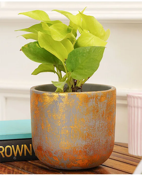 Purezento Century Gold Terracotta Planter- Grey Online in India