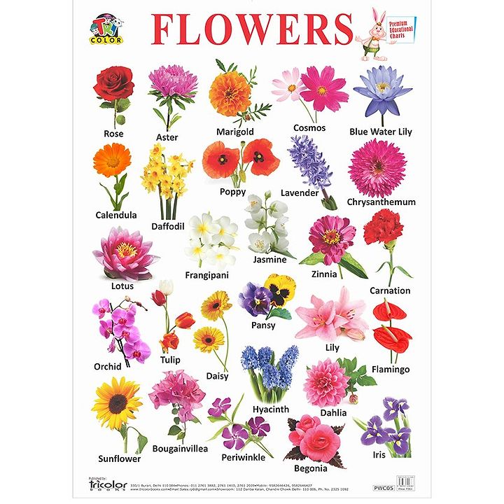 Edible Flowers List In Hindi / Edible Flowers / Check spelling or type ...
