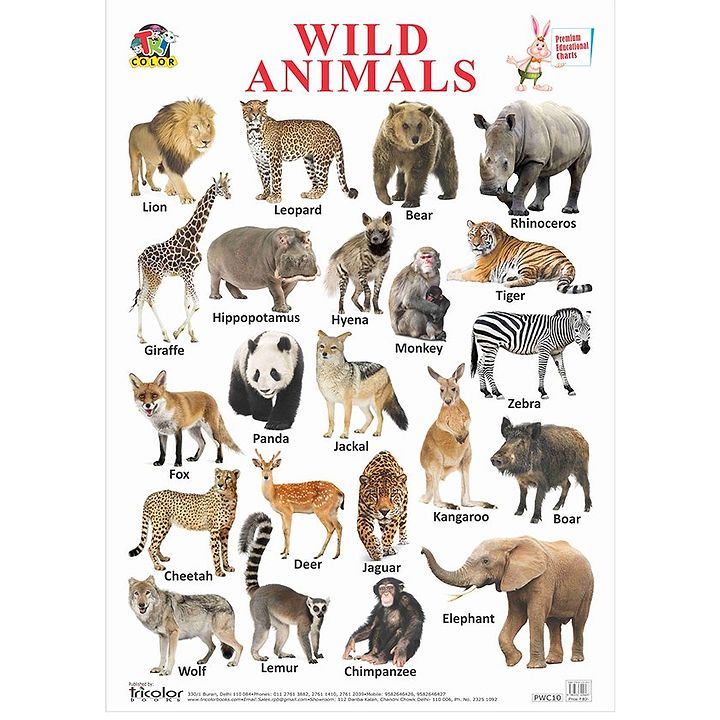 Animals And Homes Chart