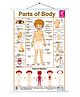 Wissen Parts Of Body Roller Wall Chart - English Hindi
