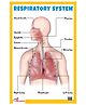 Respiratory System Educational  Chart - English