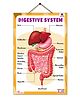 Digestive System Educational Chart - English