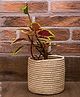 All That Grass Date Palm Multipurpose Basket - Beige