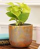 Purezento Century Gold Terracotta Planter- Grey
