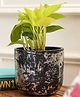 Purezento Century Silver Terracotta Planter - Black