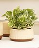 Purezento Gardenia Terracotta Planter  Model A- Cream