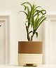 Purezento Gardenia Terracotta Planter Model C- Cream