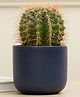 Purezento Jeanie Terracotta Planter-Blue