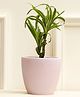 Purezento Tazio Terracotta Planter- Light Purple