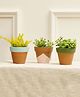 Purezento Tiny Combo Terracotta Planters Set Of 3 - Blue Pink & Green