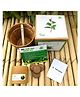 Sow and Grow DIY Gardening Kit - Holy Basil