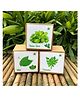 Sow and Grow DIY Gardening Herb Kits - Mint, Coriander and Italian Basil