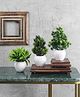 Foliyaj Artificial Mini Green Plants with White Apple Shaped Pots - Combo of 3