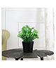 Foliyaj Artificial Real Looking Water Cress Plant with Black Round Pot