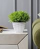 Foliyaj Artificial Plant with Thin Green Leaves with Pot
