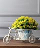 Foliyaj Rickshaw Plant with Yellow Hanging Leaves
