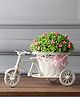 Foliyaj Rickshaw Plant with Small Pink Flowers