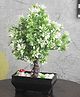 Foliyaj 3 Branched Bonsai Tree with Greenish White Leaves